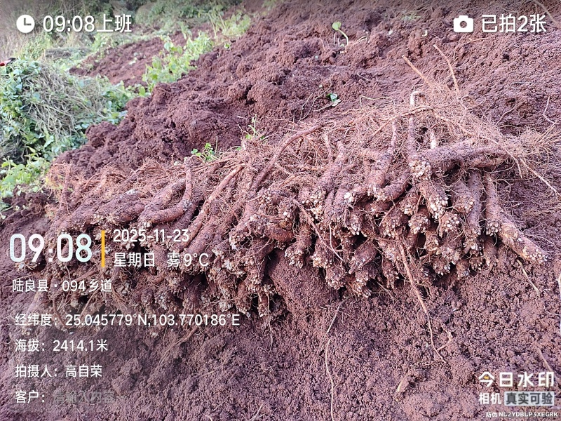 云南曲靖陆良县基地直供臭参通货价格很实惠自产自销