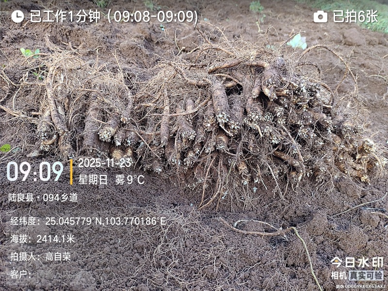 云南曲靖陆良县基地直供臭参通货价格很实惠自产自销