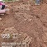 云南曲靖陆良县基地直供臭参通货价格很实惠自产自销