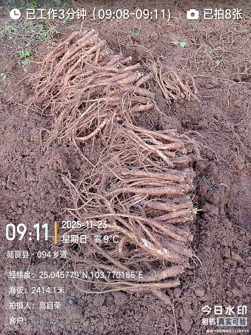 云南曲靖陆良县基地直供臭参通货价格很实惠自产自销