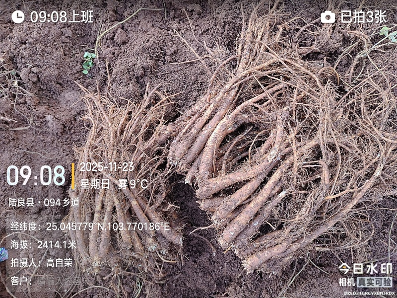 云南曲靖陆良县基地直供臭参通货价格很实惠自产自销