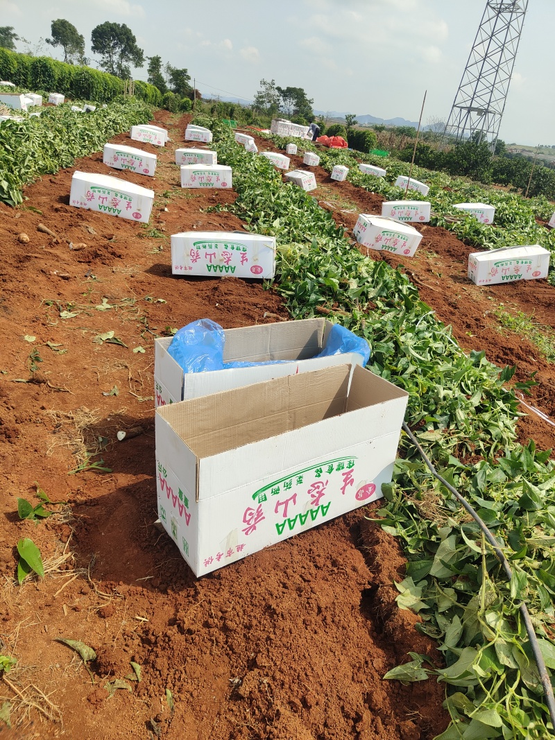 【推荐】广西山药/白鬼淮山药/基地直发/视频看货/诚信