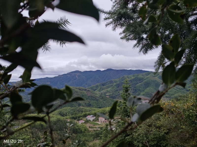 【老茶树纯正山茶油】古法压榨油小籽茶油现榨现发