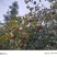 【老茶树纯正山茶油】古法压榨油小籽茶油现榨现发