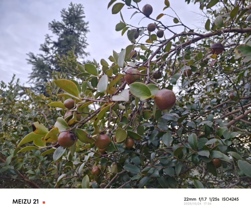 【老茶树纯正山茶油】古法压榨油小籽茶油现榨现发