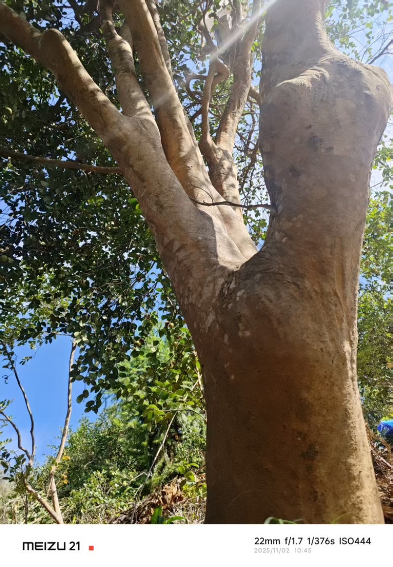 【老茶树纯正山茶油】古法压榨油小籽茶油现榨现发