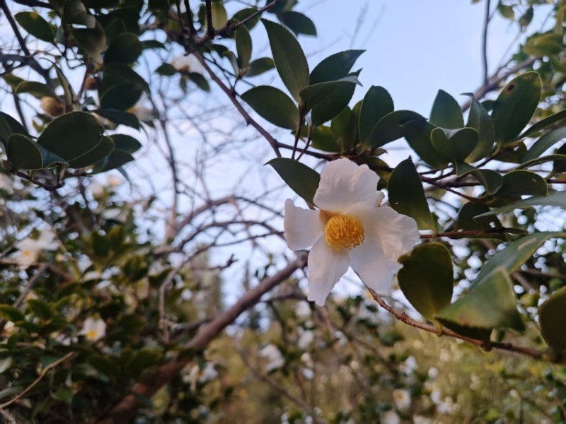 【老茶树纯正山茶油】古法压榨油小籽茶油现榨现发