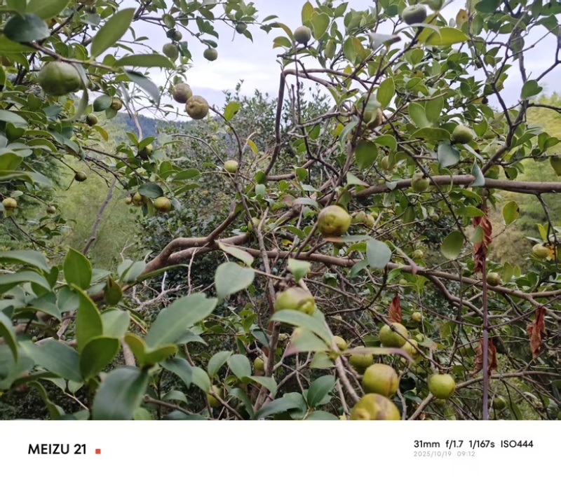 【老茶树纯正山茶油】古法压榨油小籽茶油现榨现发