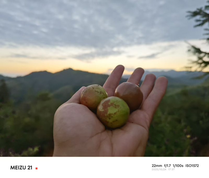 【老茶树纯正山茶油】古法压榨油小籽茶油现榨现发