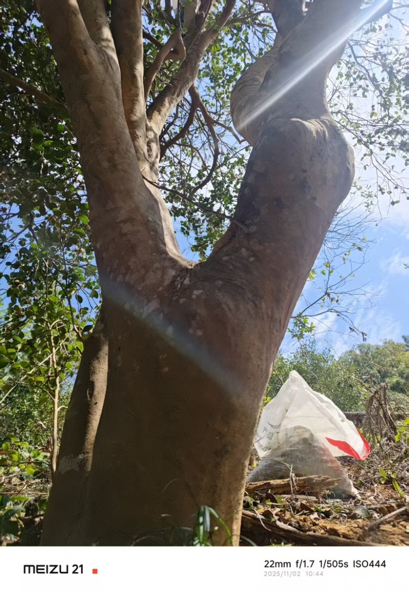【老茶树纯正山茶油】古法压榨油小籽茶油现榨现发
