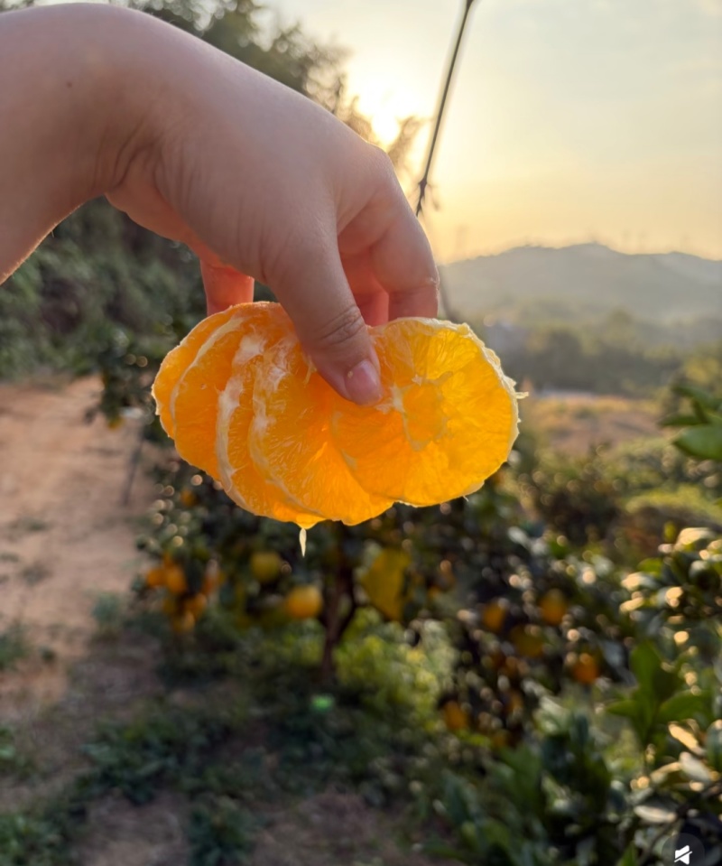 福建脐橙高山脐橙大量现货（量大从优）可视频看货，欢迎电联