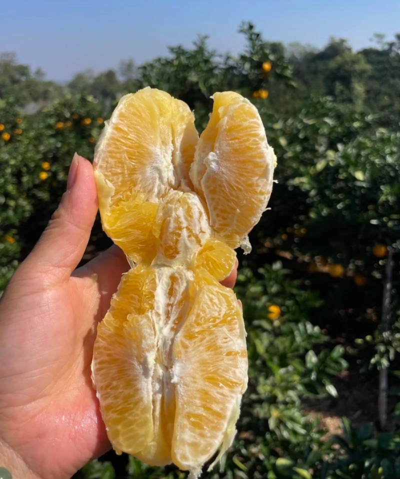 福建脐橙高山脐橙大量现货（量大从优）可视频看货，欢迎电联