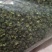 青花椒-产地直发-价格优惠-可对接商超