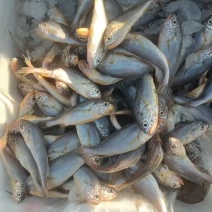 小黄鱼，湛江本地捕捞的天然小黄鱼，个头肥美，肉质鲜嫩。