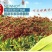 东北正宗纯高粱面粉五谷杂粮窝窝头通用低筋红高粱面粉