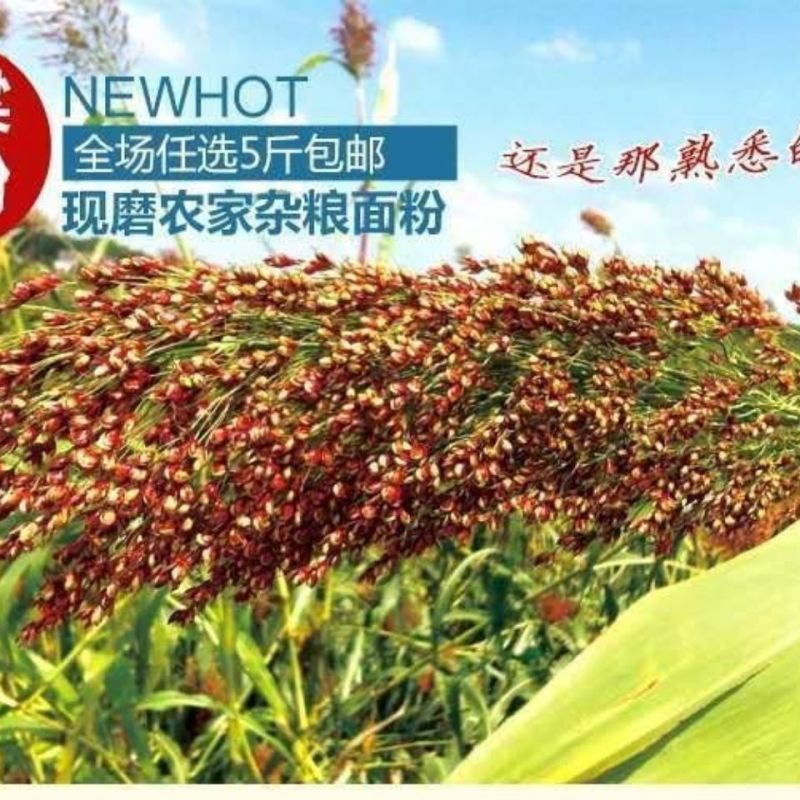 东北正宗纯高粱面粉五谷杂粮窝窝头通用低筋红高粱面粉
