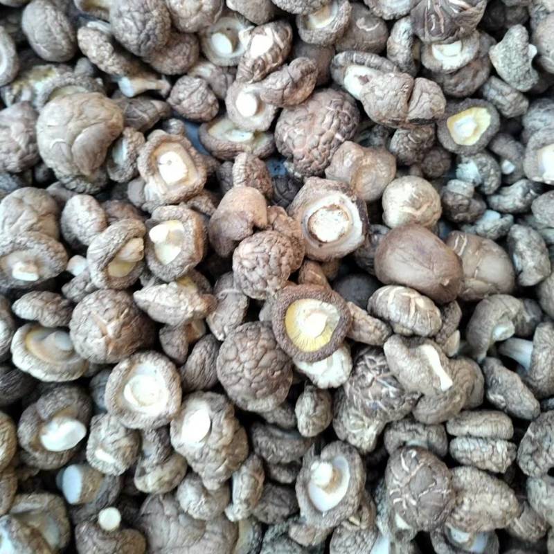 包邮精选3～4cm香菇2026新菇上市，电烘干保证品质