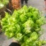 四川儿菜大量上市