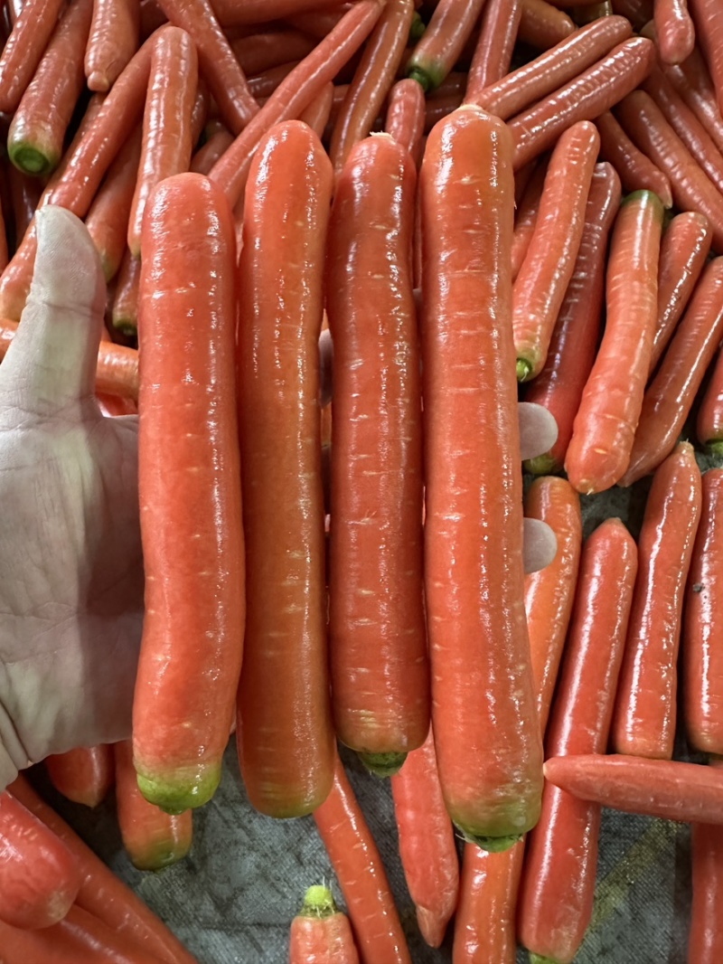 精品渭南水果红萝卜产地直销品质优口感佳欢迎批发一手货源