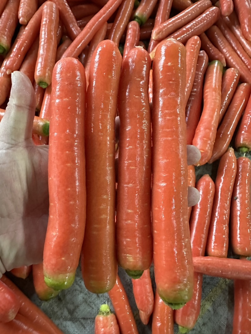 精品渭南水果红萝卜产地直销品质优口感佳欢迎批发一手货源