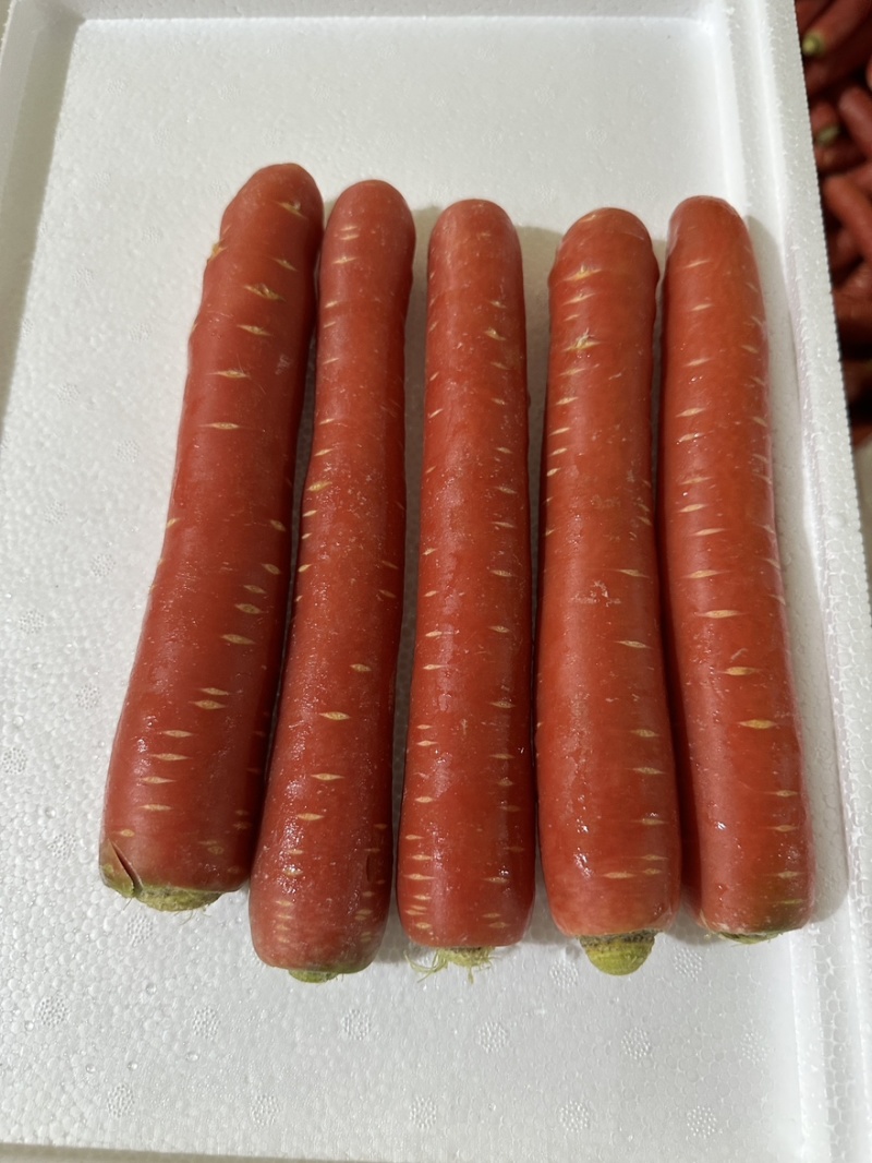 精品渭南水果红萝卜产地直销品质优口感佳欢迎批发一手货源