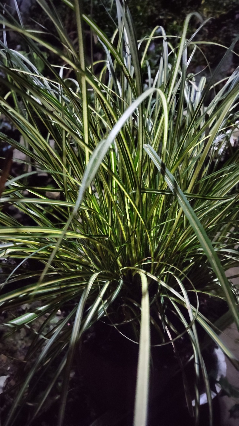 青苔草