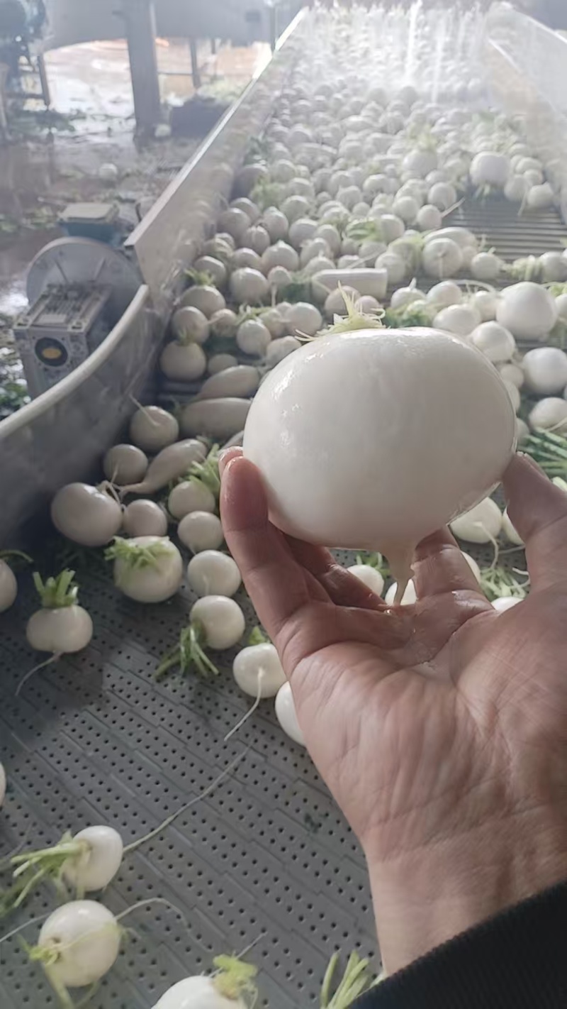 湖北圆萝卜漂亮货产地视频看货货源充足大量供应