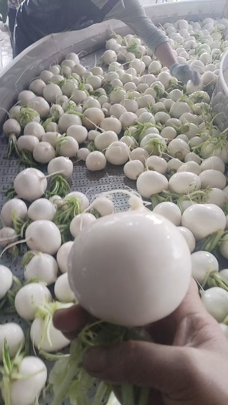 湖北圆萝卜漂亮货产地视频看货货源充足大量供应