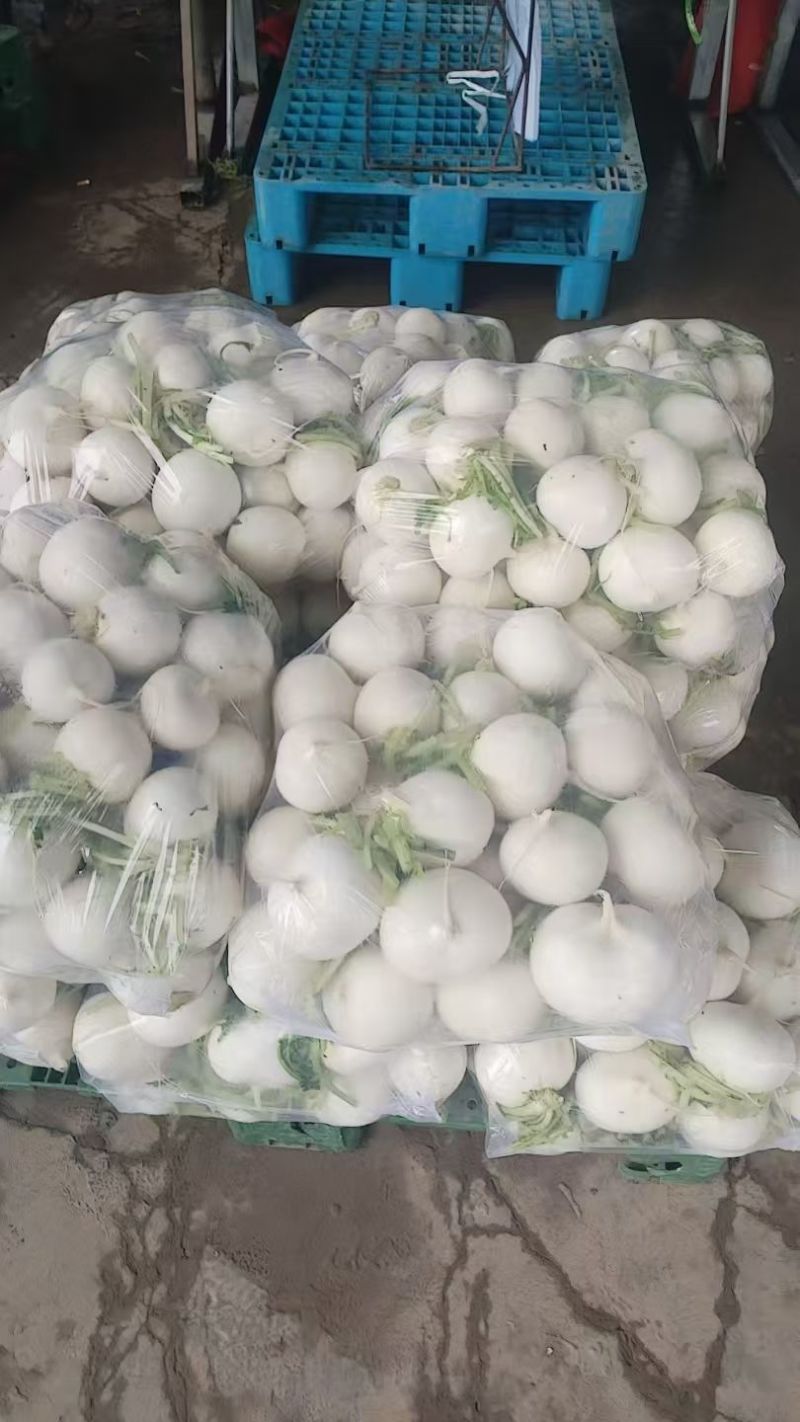 湖北圆萝卜漂亮货产地视频看货货源充足大量供应