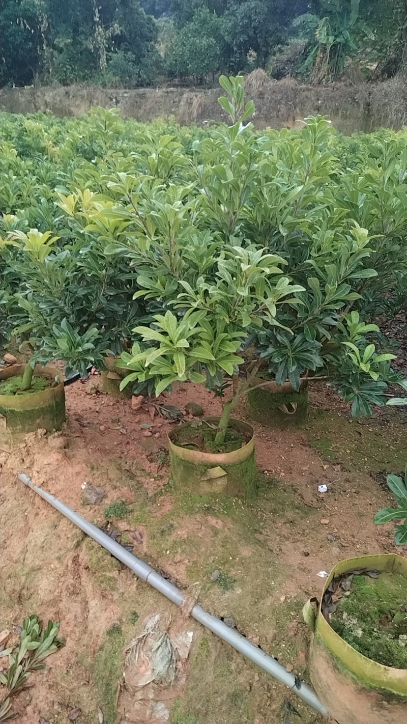 东魁杨梅苗杯苗，硬丝杨梅苗，基地货，质量保证，价格优惠