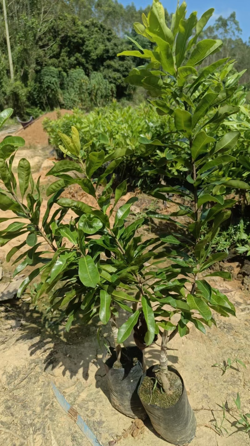 东魁杨梅苗杯苗，硬丝杨梅苗，基地货，质量保证，价格优惠