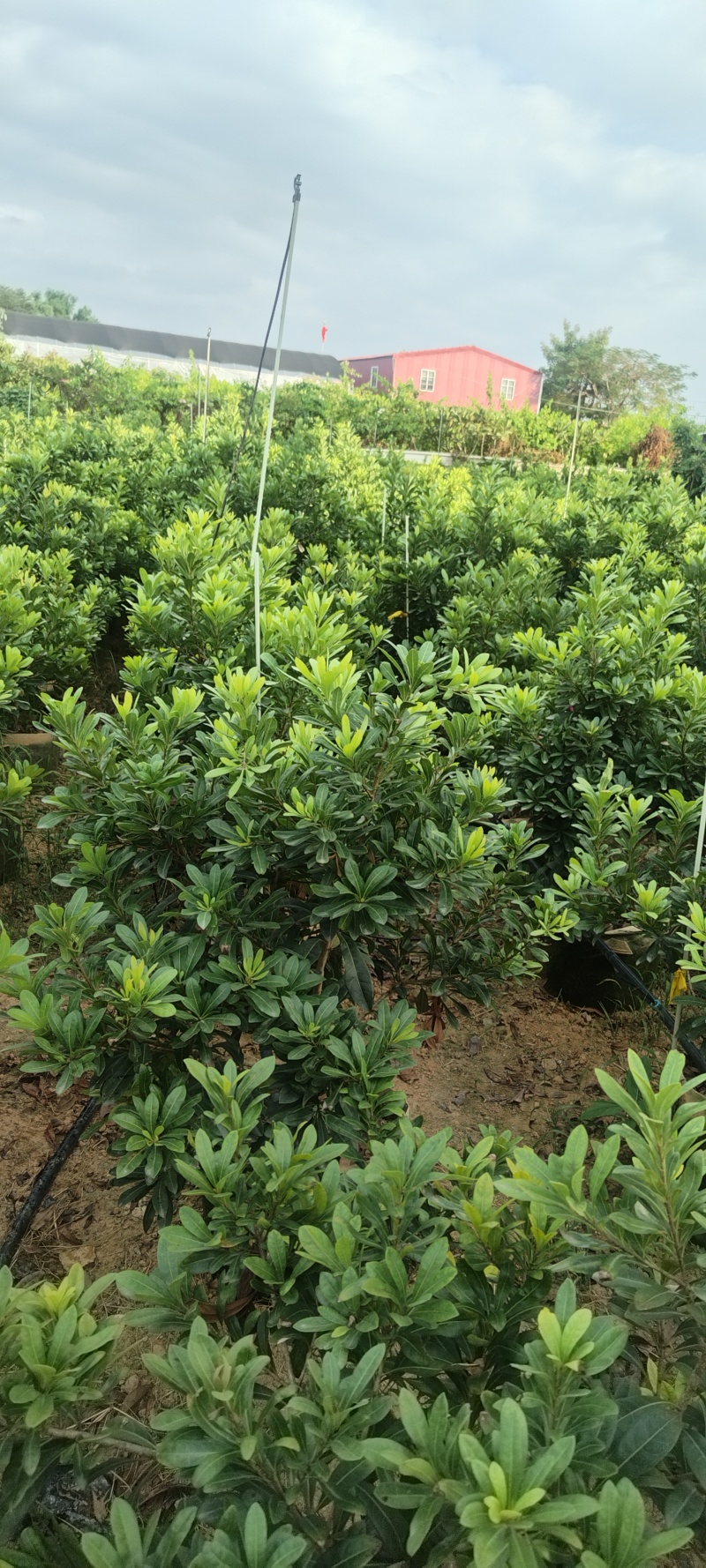 东魁杨梅苗杯苗，硬丝杨梅苗，基地货，质量保证，价格优惠