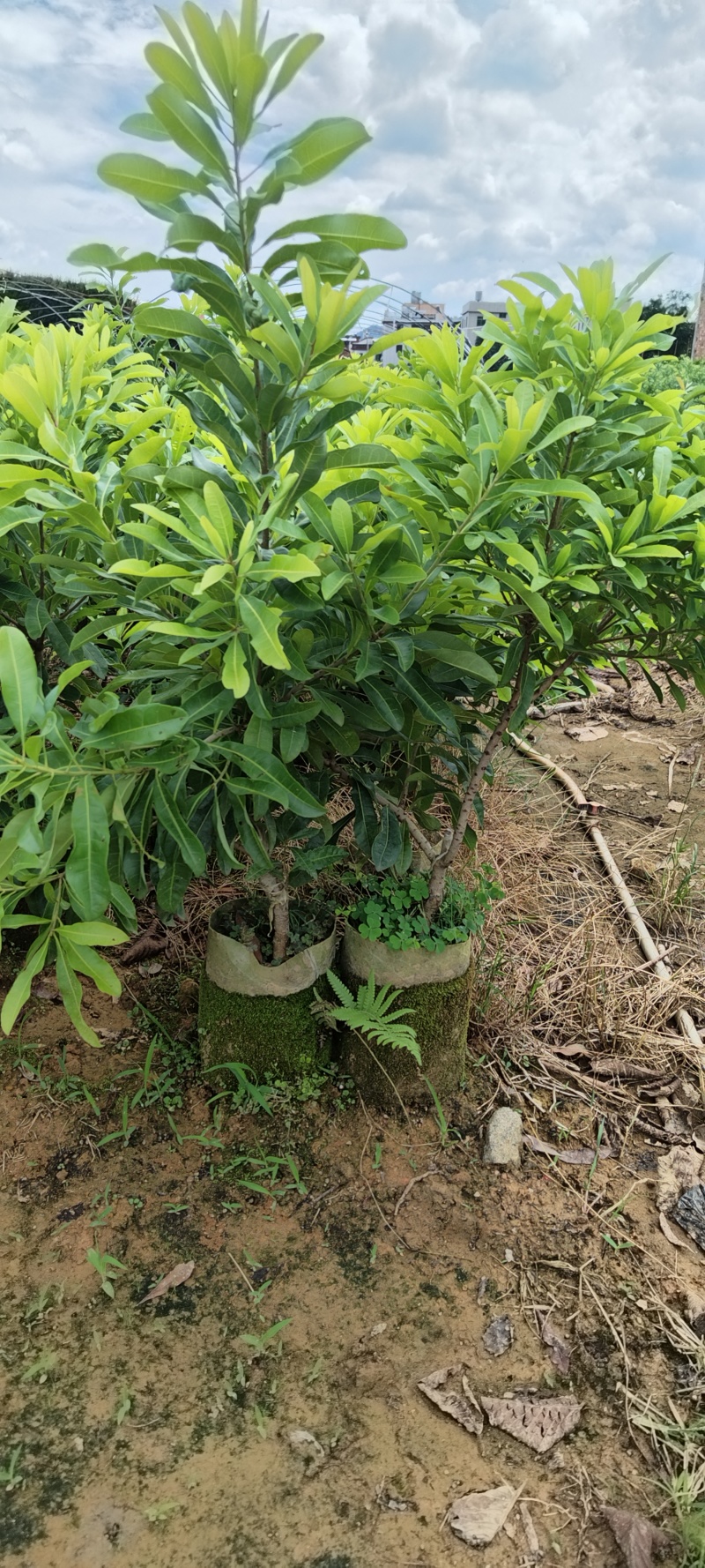 东魁杨梅苗杯苗，硬丝杨梅苗，基地货，质量保证，价格优惠