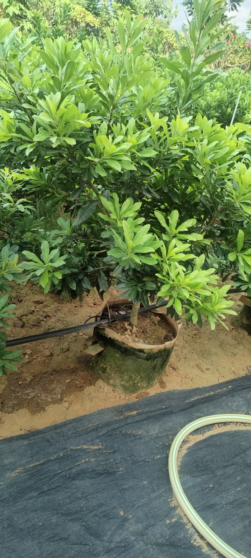 东魁杨梅苗杯苗，硬丝杨梅苗，基地货，质量保证，价格优惠