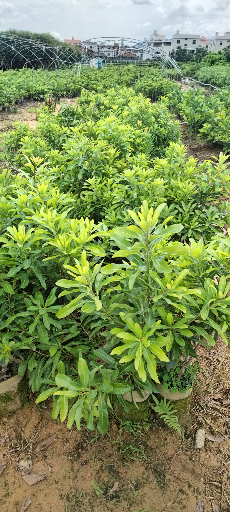 东魁杨梅苗杯苗，硬丝杨梅苗，基地货，质量保证，价格优惠