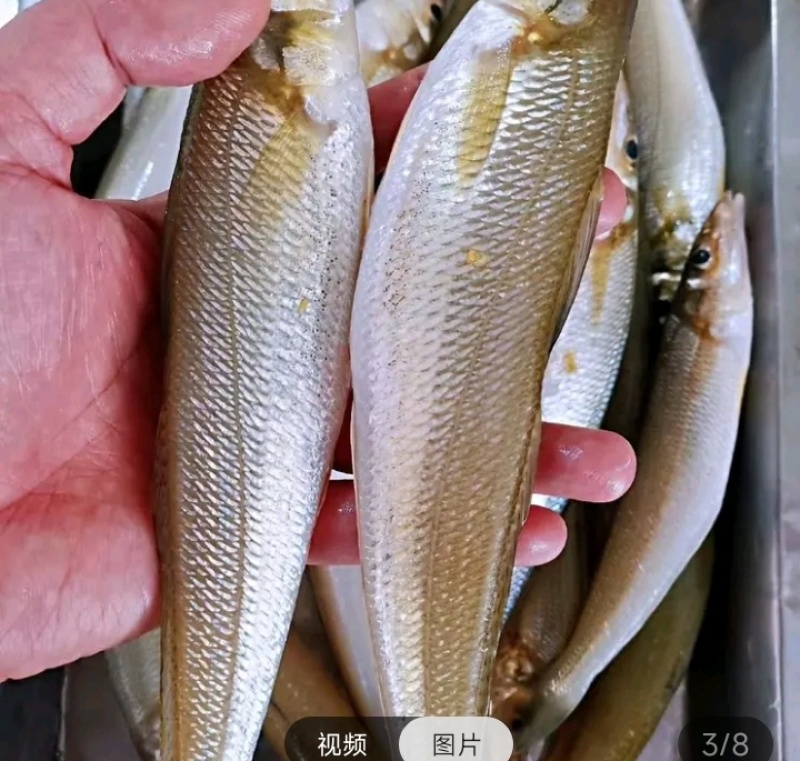 沙尖鱼，天然野生，湛江本地海域捕捞，冰鲜打包发货