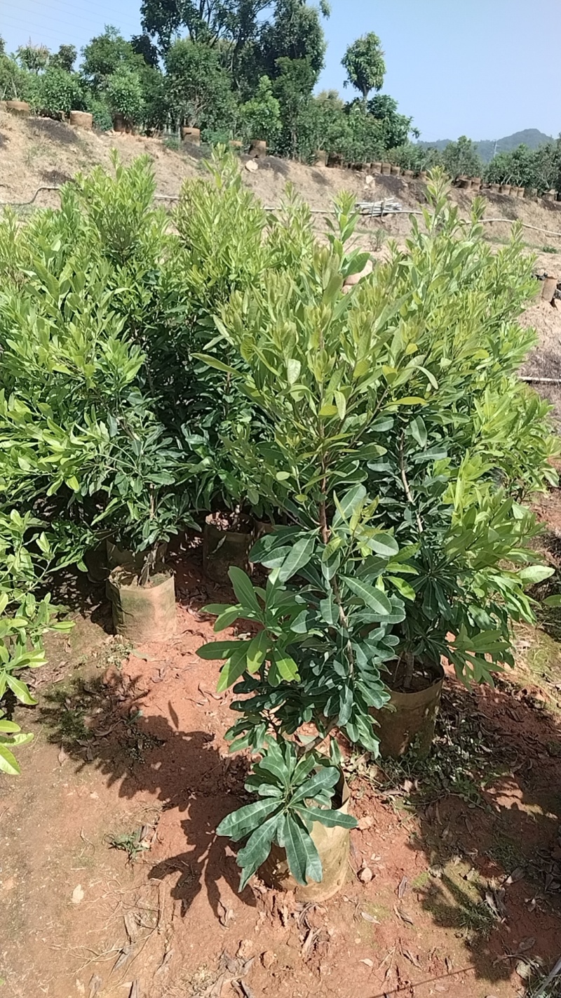 东魁杨梅苗杯苗，硬丝杨梅苗，基地货，质量保证，价格优惠