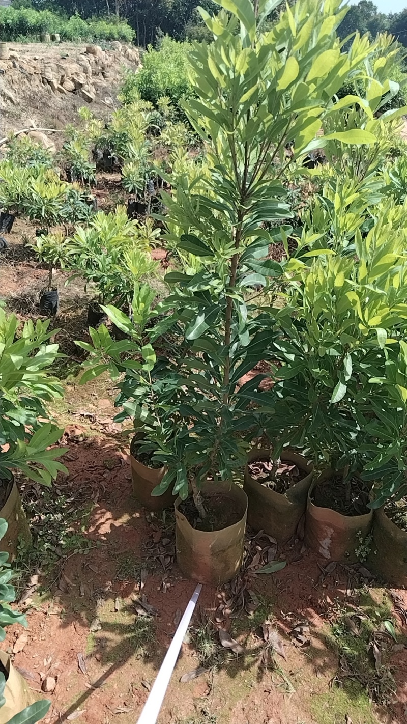 东魁杨梅苗杯苗，硬丝杨梅苗，基地货，质量保证，价格优惠