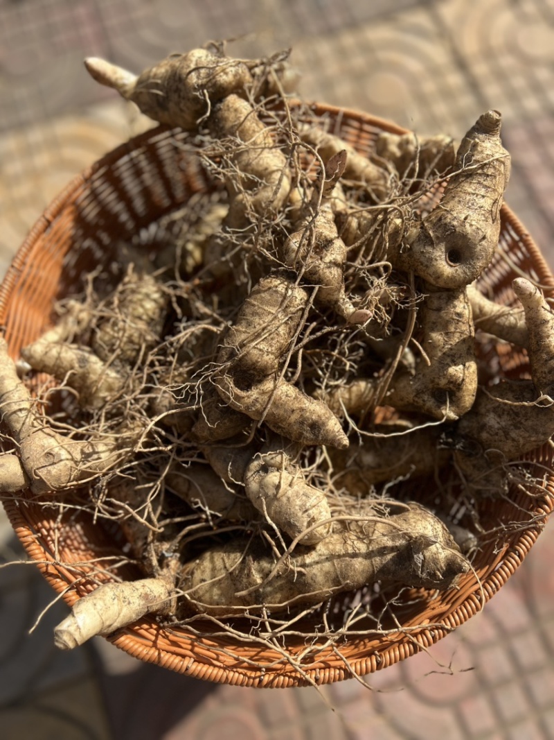秦岭伏牛山黄精个子，选装货