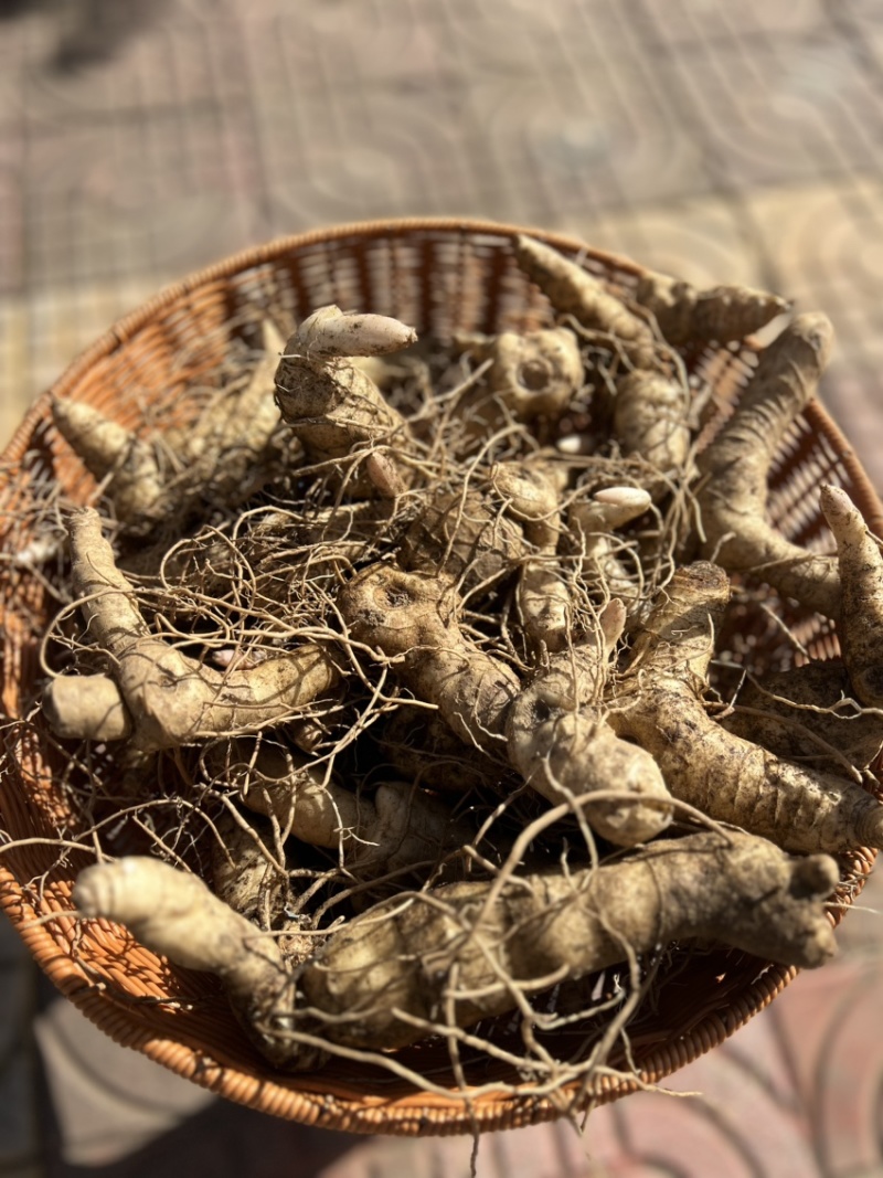 秦岭伏牛山黄精个子，选装货