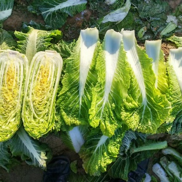 北京3号白菜产地直供整车批发可按需配货欢迎来电咨询