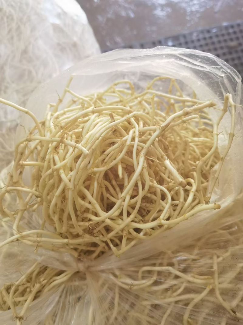 鱼腥草拆耳根产地批发价一手货源量大从优欢迎订购