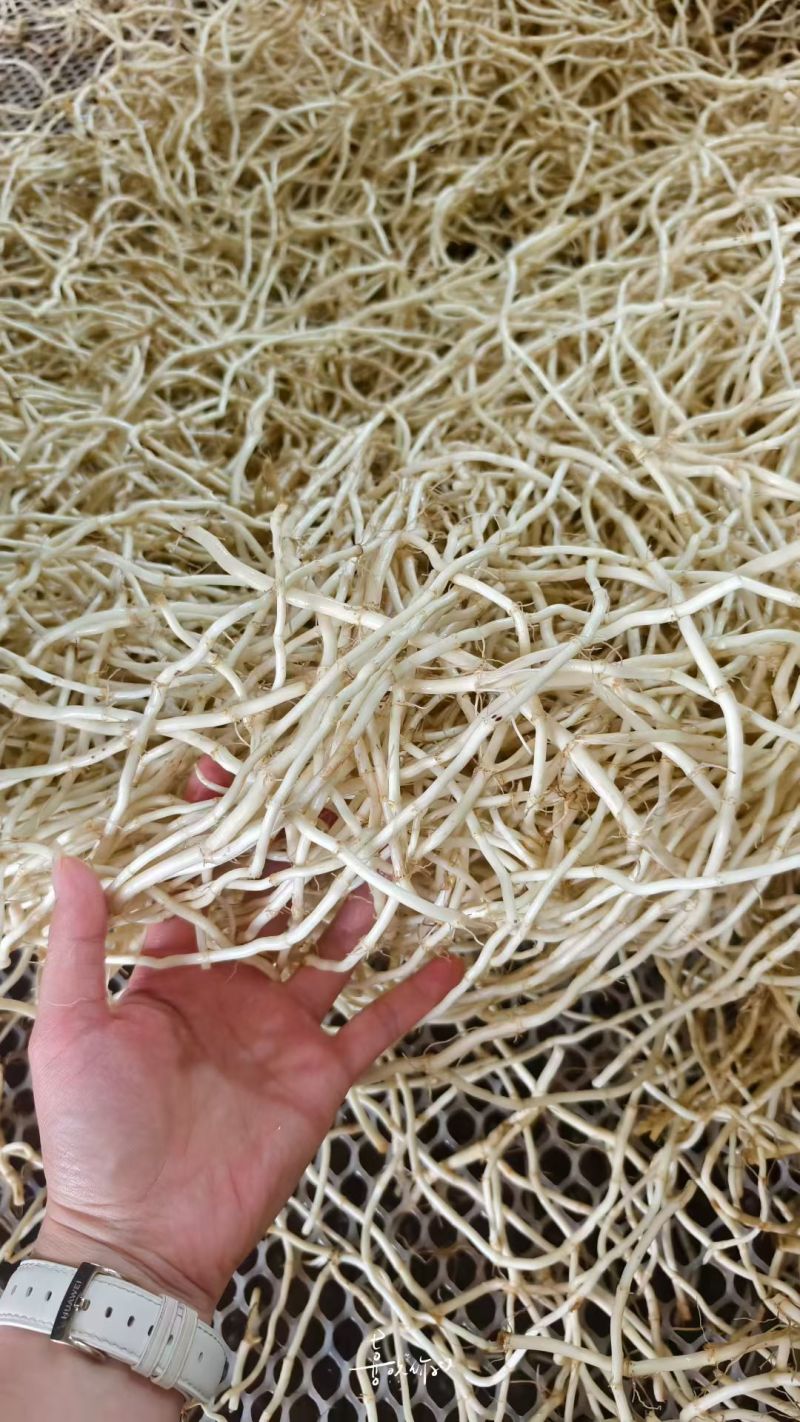 鱼腥草拆耳根产地批发价一手货源量大从优欢迎订购