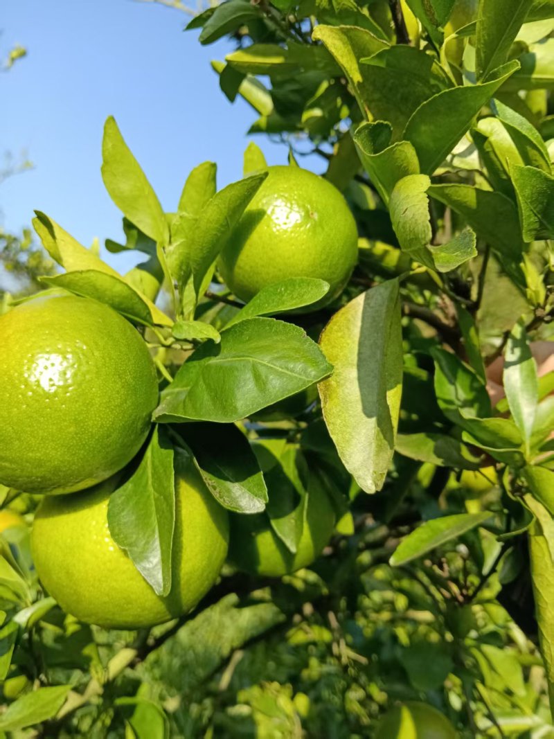 皇帝柑