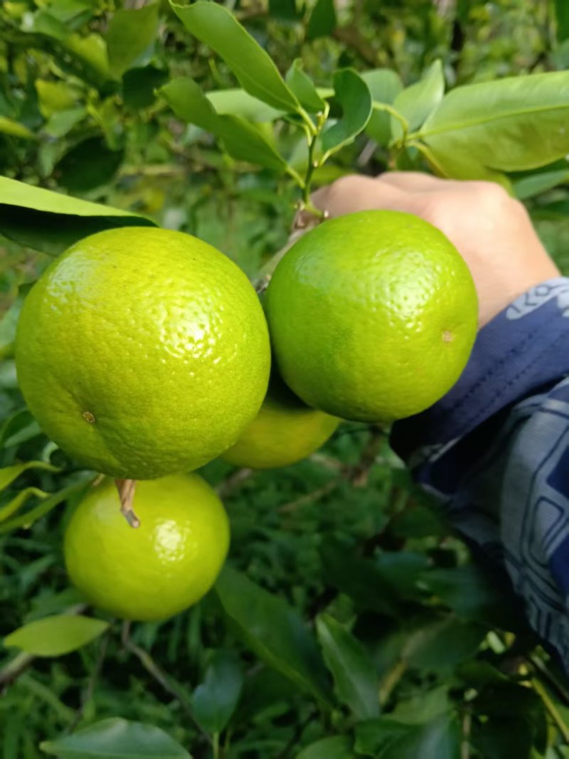 皇帝柑