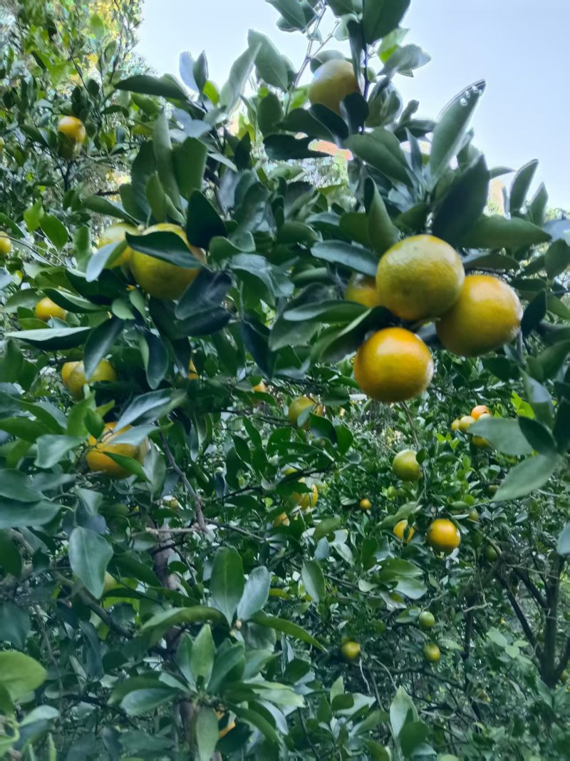 皇帝柑