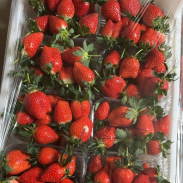 海阳草莓🍓代收寻找收货商