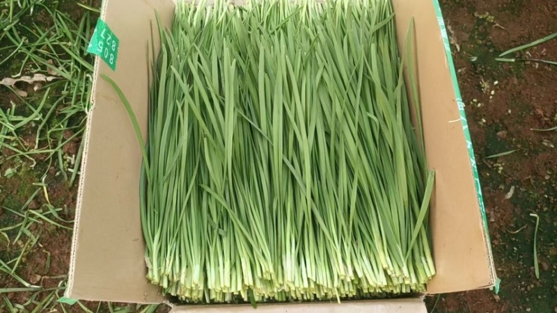 徐闻大叶韭菜品质保证专业对接市场，工厂产地现割现发