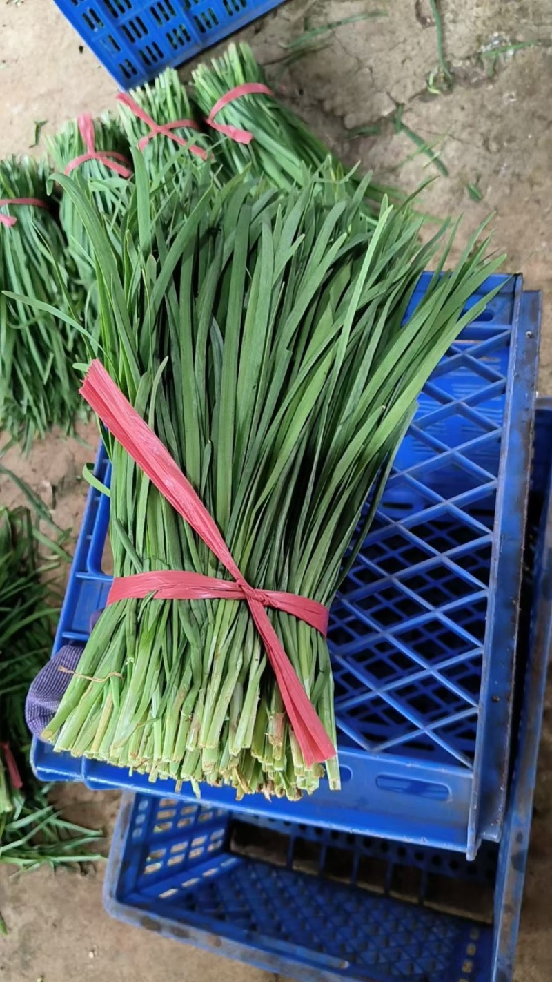 徐闻大叶韭菜品质保证专业对接市场，工厂产地现割现发