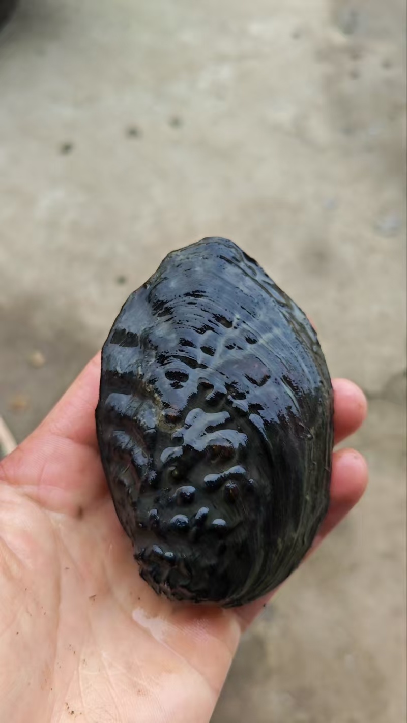 河蚌丽蚌麻蚌